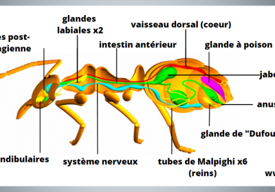 Tout savoir sur les fourmis - SOLUTY