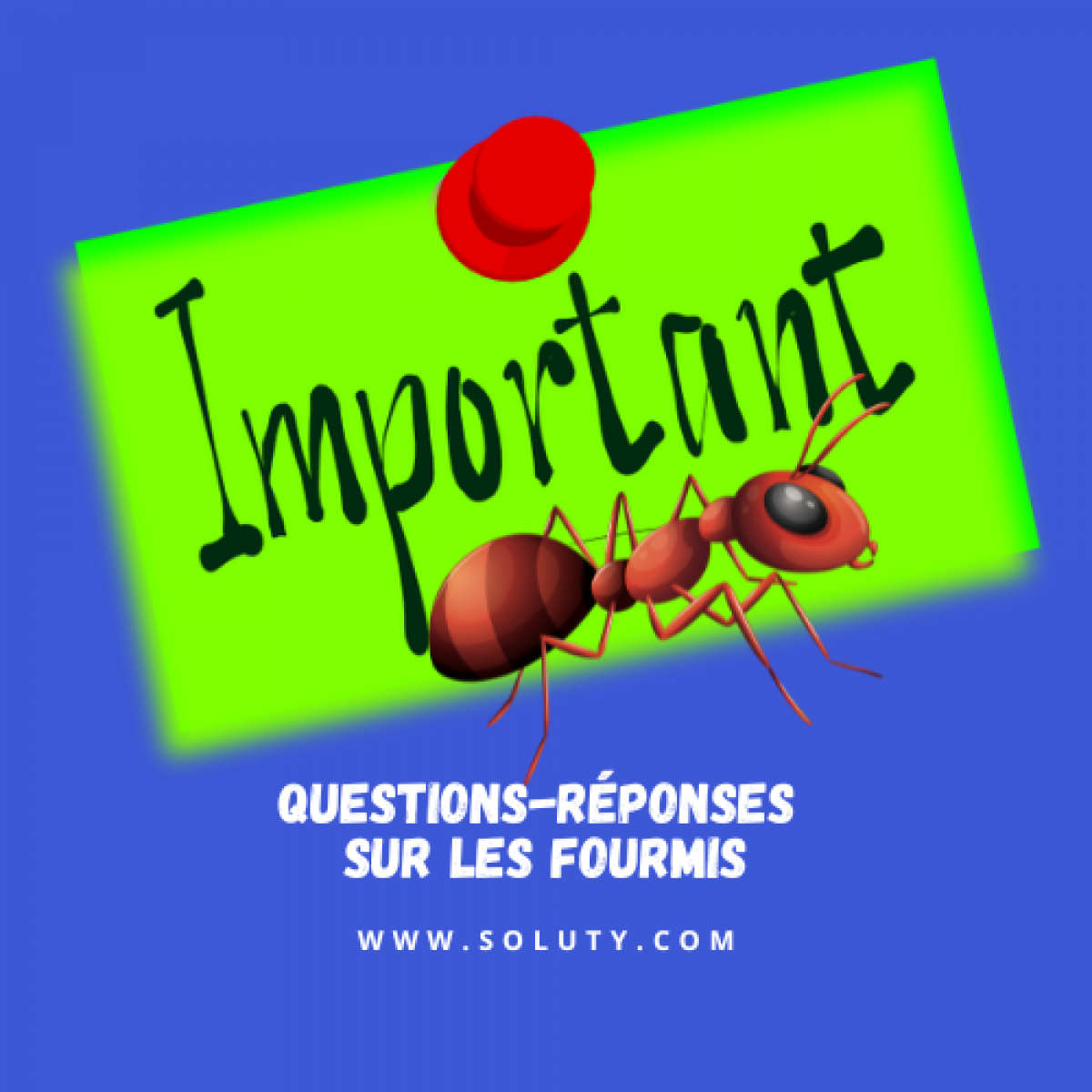 questions réponses sur les fourmis