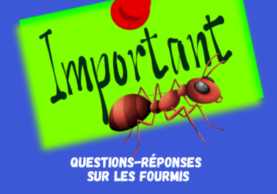 Questions reponses sur les fourmis