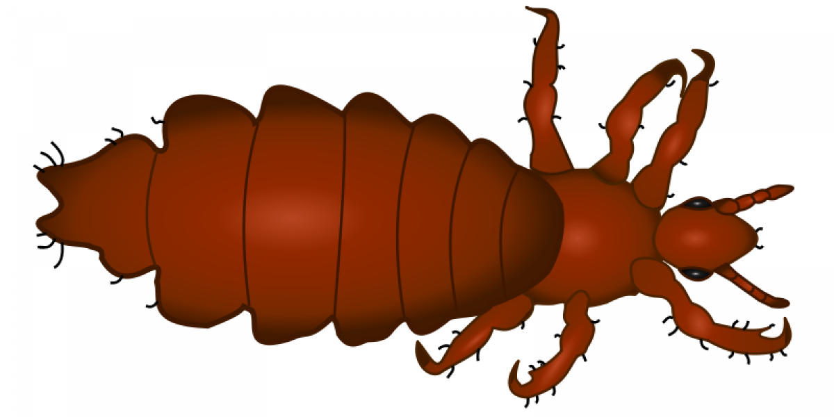Tout savoir sur les poux - SOLUTY
