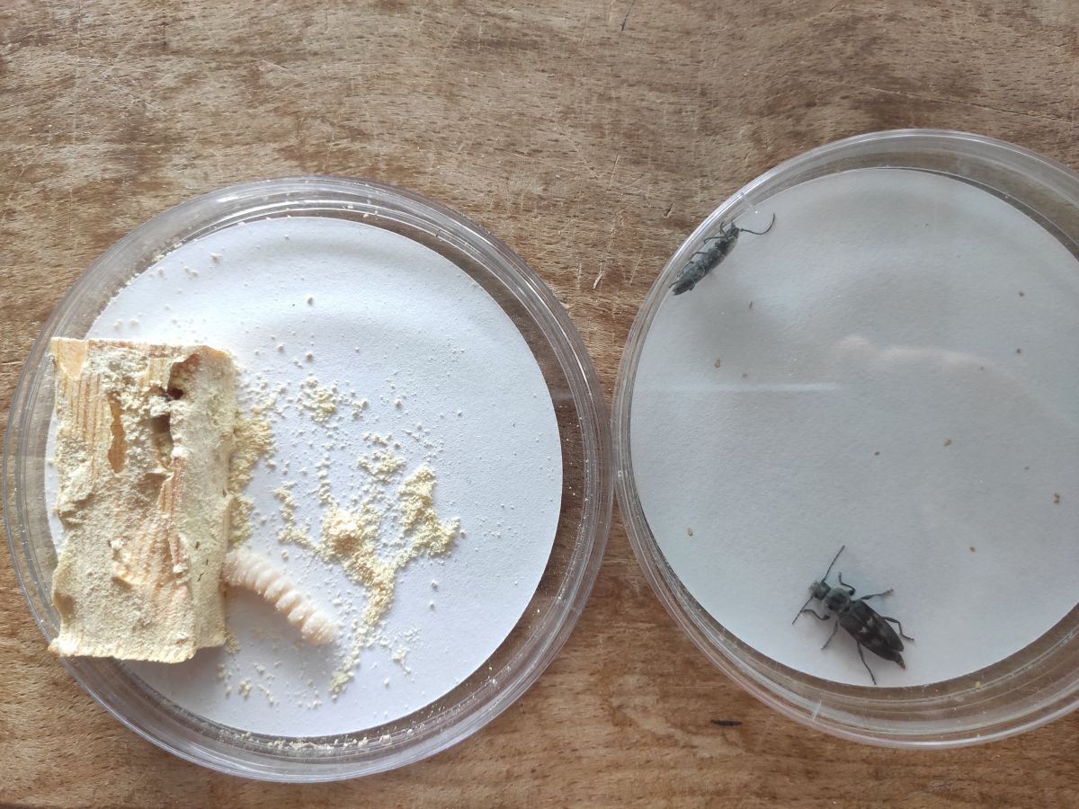 A gauche une larve de capricorne du bois et à droite le stade adulte du capricorne avec un mâle et une femelle en bas (plus grosse que le son compagnon).