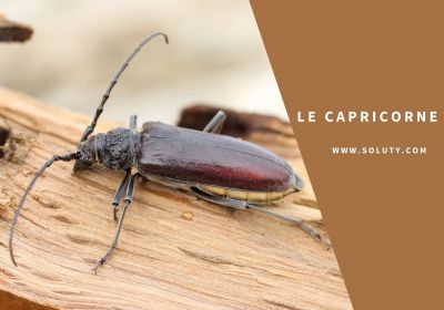 Le capricorne insecte a larve xylophage 1200x