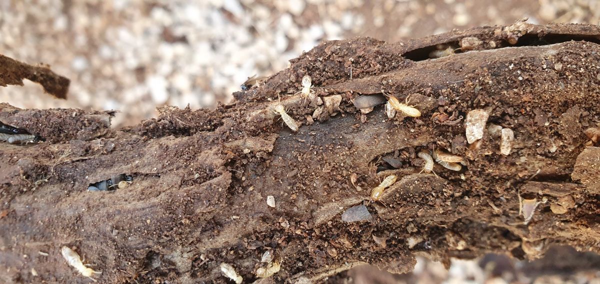 bois attaqué par des termites