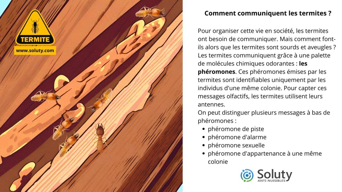 Comment communiquent les termites ? 