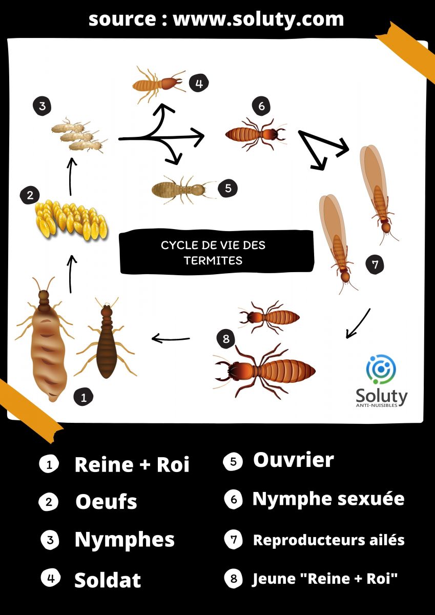 infographie et le cycle de vie des termites
