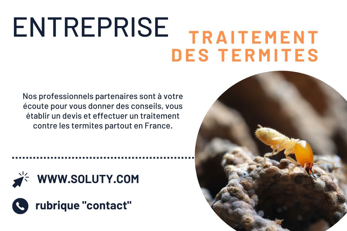 Entreprise spécialisée en désinsectisation sur les termites