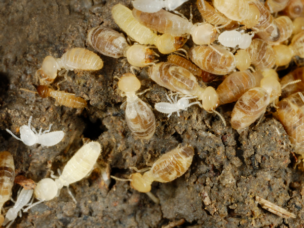 des termites ouvriers