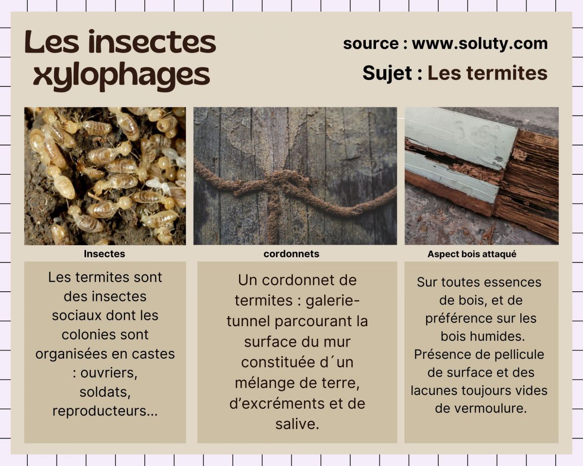 les termites = insectes xylophages