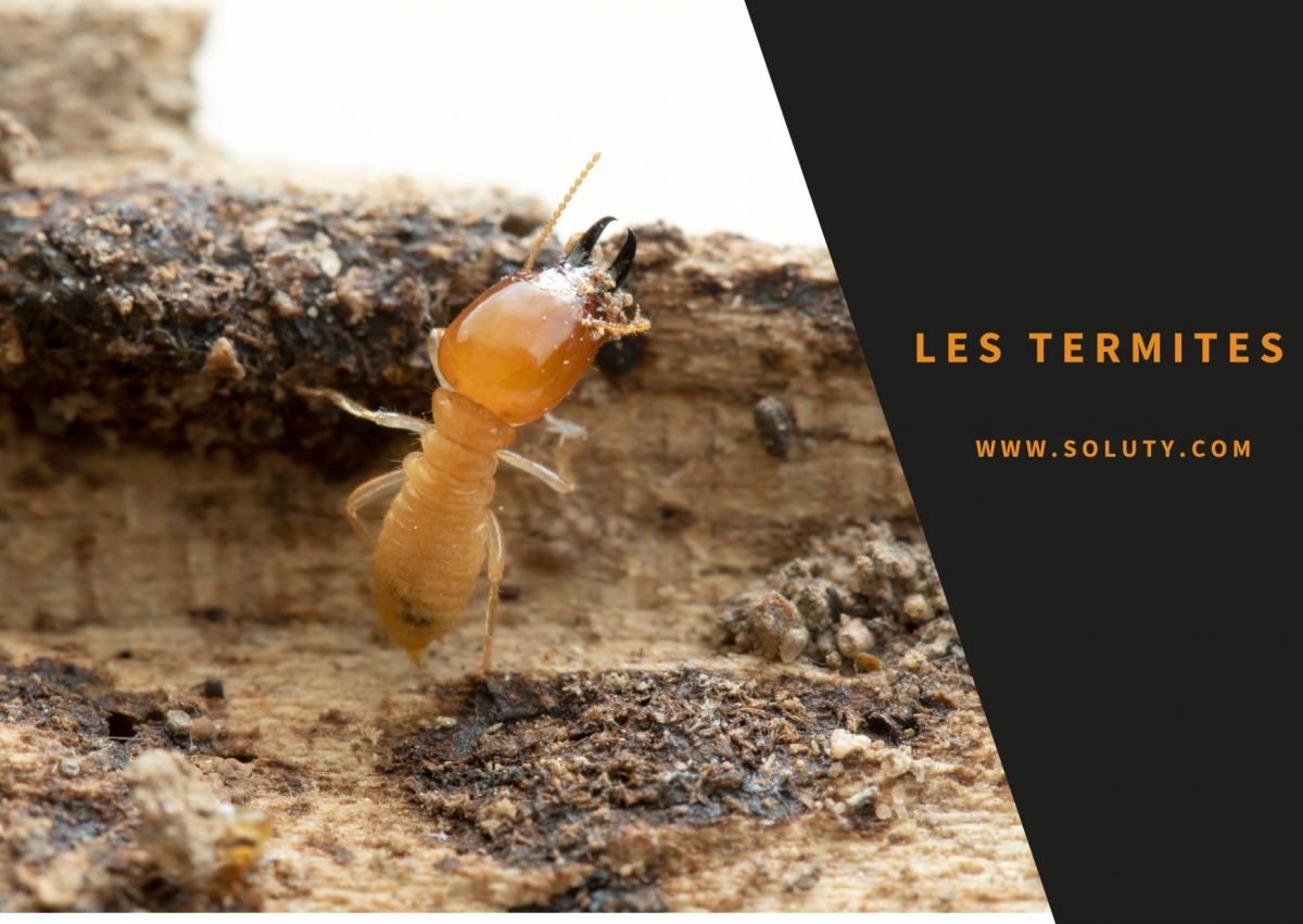 termite soldat
