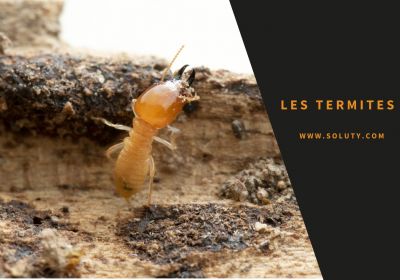 Les termites entreprise de determitage