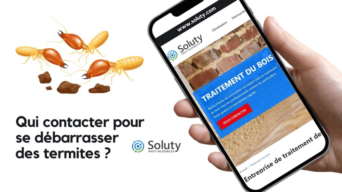 Termites : qui appeler pour se débarrasser de ces nuisibles xylophages ? 