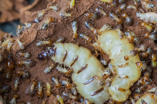 reine termite et ses ouvriers