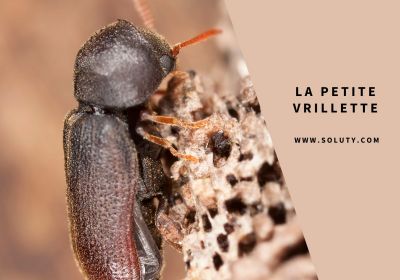 La petite vrillette insecte a larve xylophage 1200x