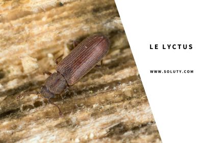 Le lyctus insecte a larve xylophage 1200x