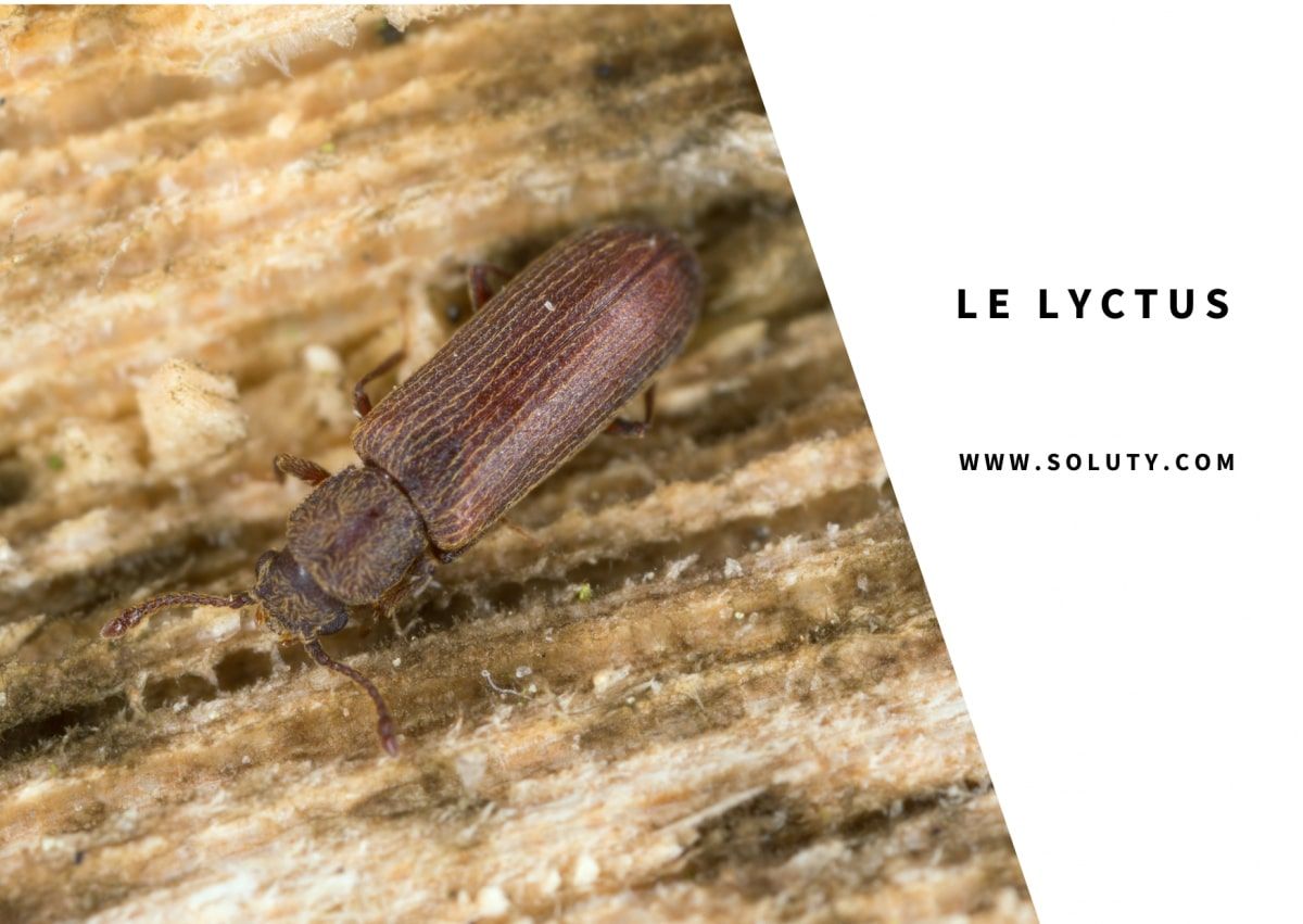 un lyctus insecte xylophage