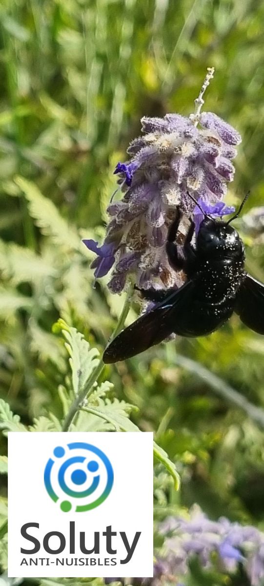 Abeille charpentière ou Xylocope 