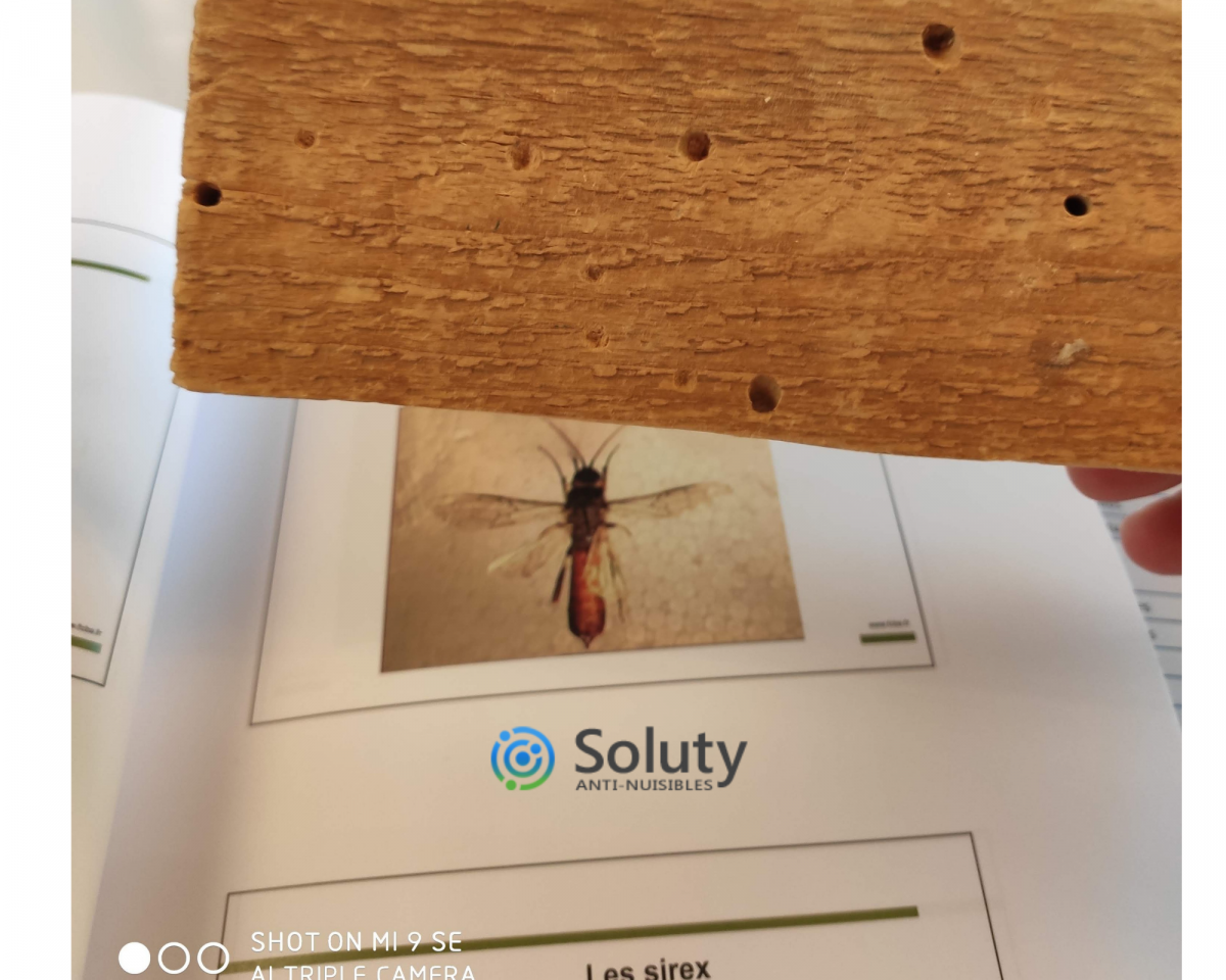 Entreprise de traitement des insectes du bois ou xylophages - SOLUTY