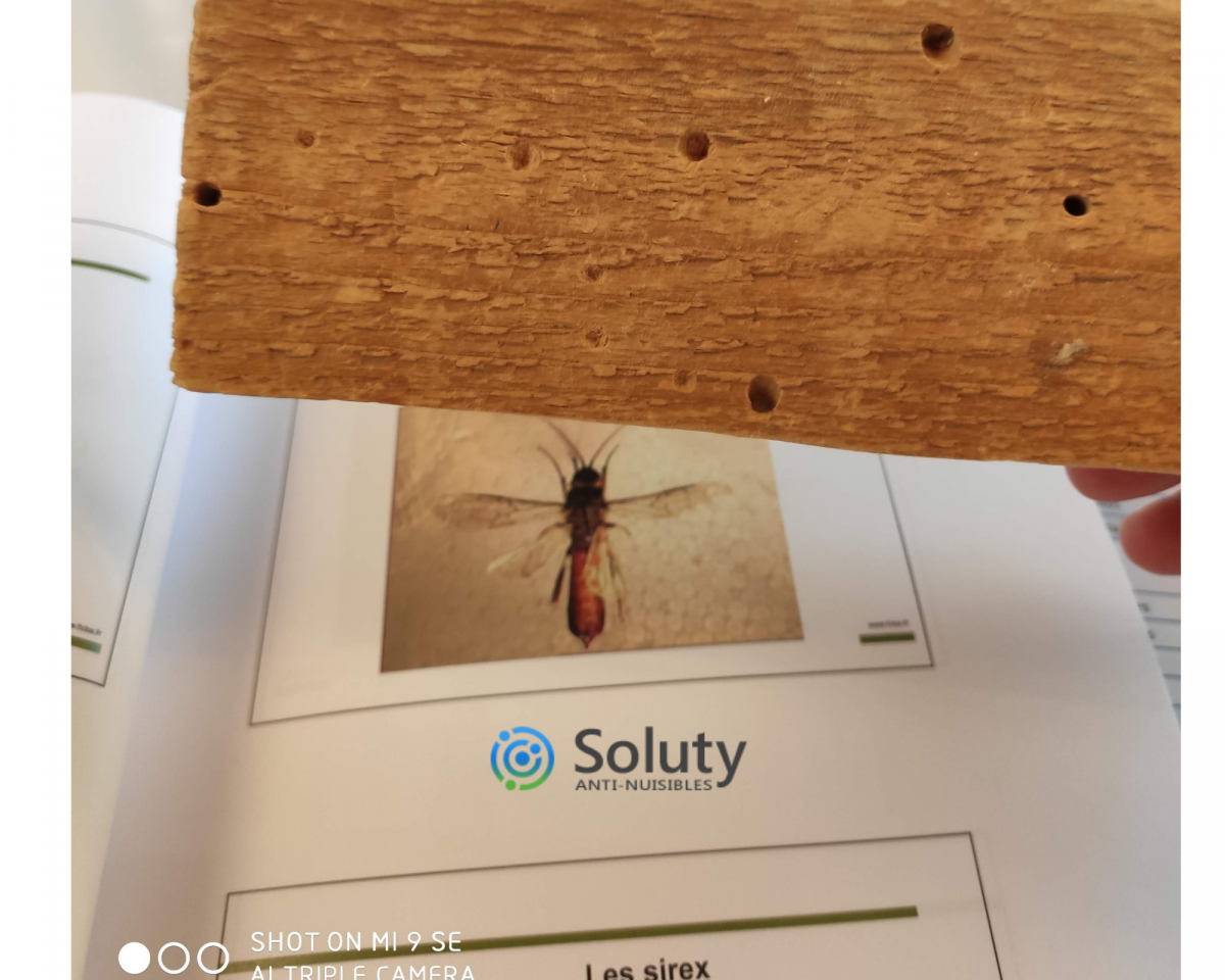 Prix du traitement contre insectes dans poutre bois charpente à