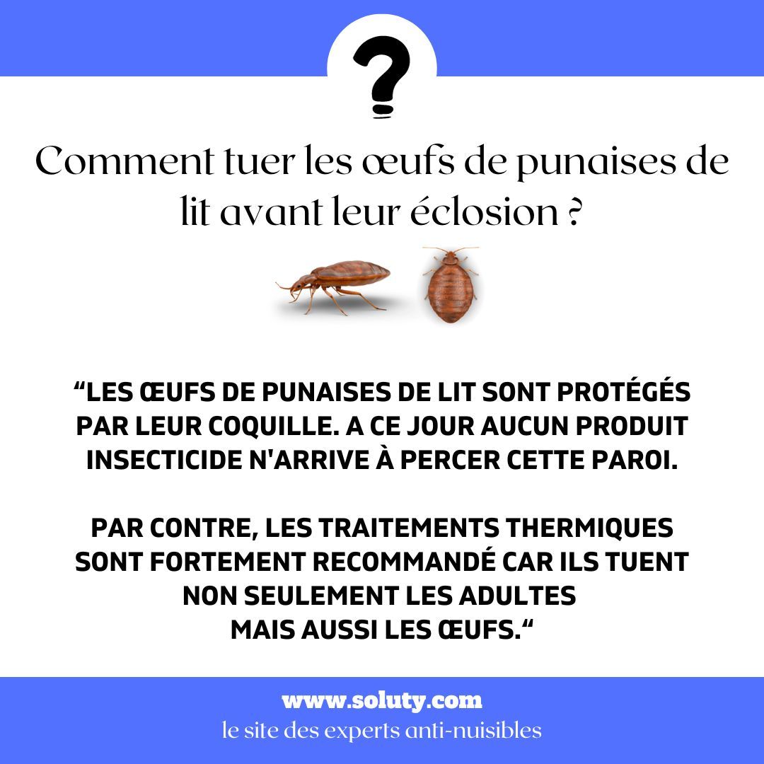 Comment tuer les œufs de punaises de lit avant leur éclosion ?