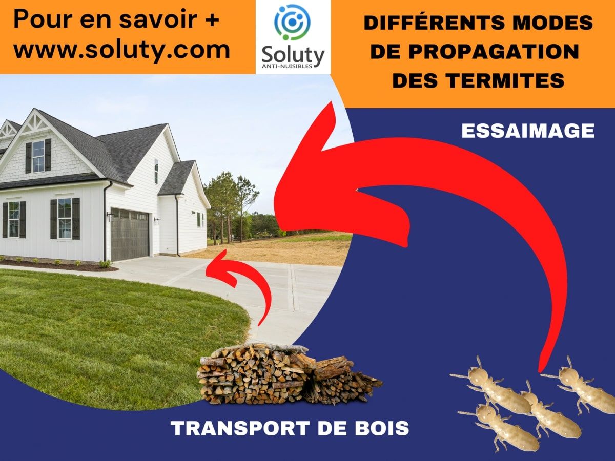 dessin sur les différents modes de propagation des termites