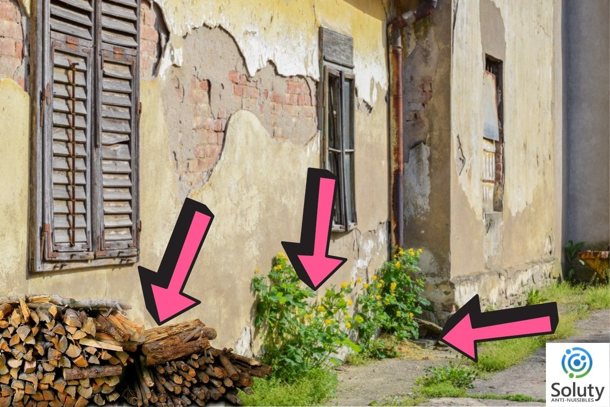 Traitement termites, comment s'en débarrasser ? - SOLUTY