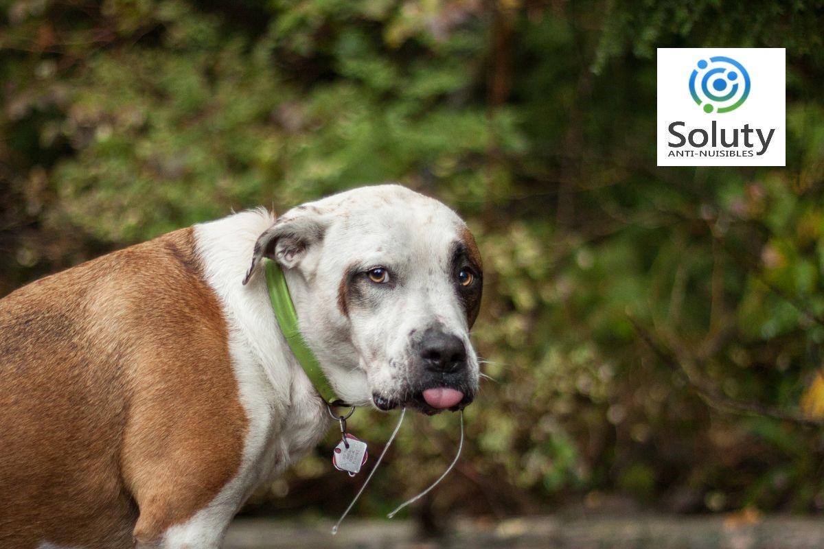 chien qui bave suite contact avec des chenilles processionnaires