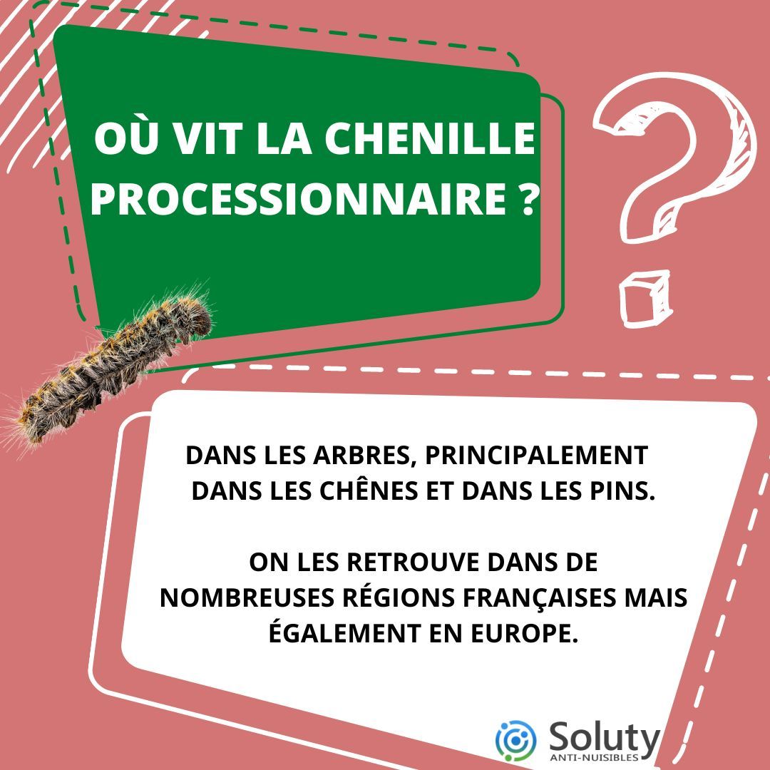 la chenille processionnare