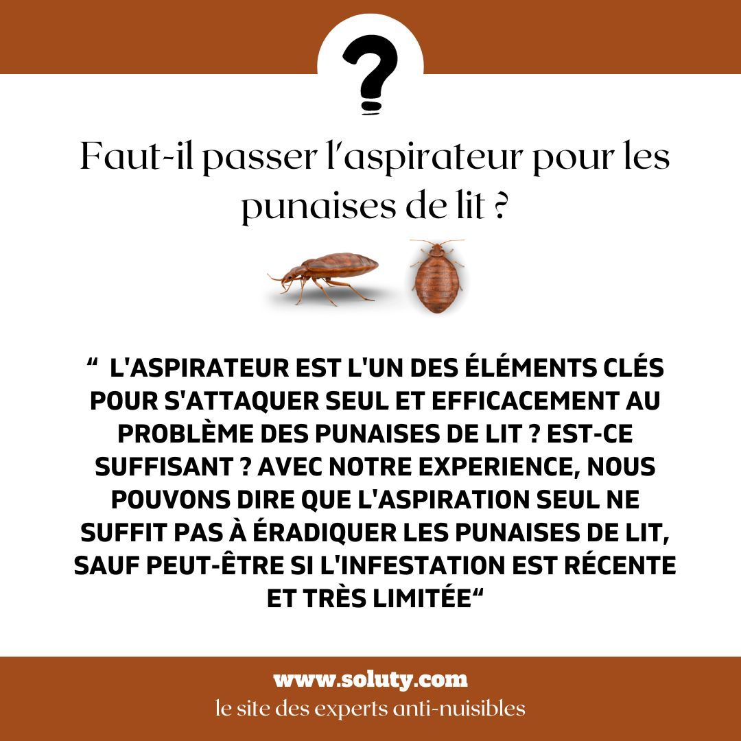 Faut-il passer l'aspirateur pour exterminer les punaises de lit ?