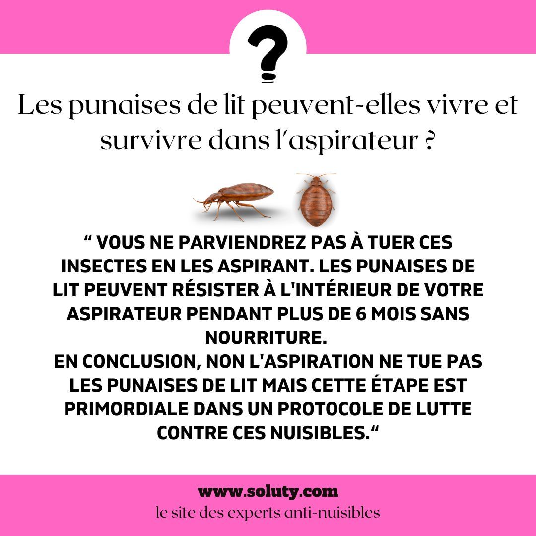 Les punaises de lit peuvent-elles vivre et survivre dans l'aspirateur ?