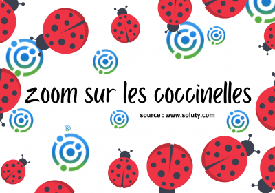 Un peu de savoir sur les coccinnelles