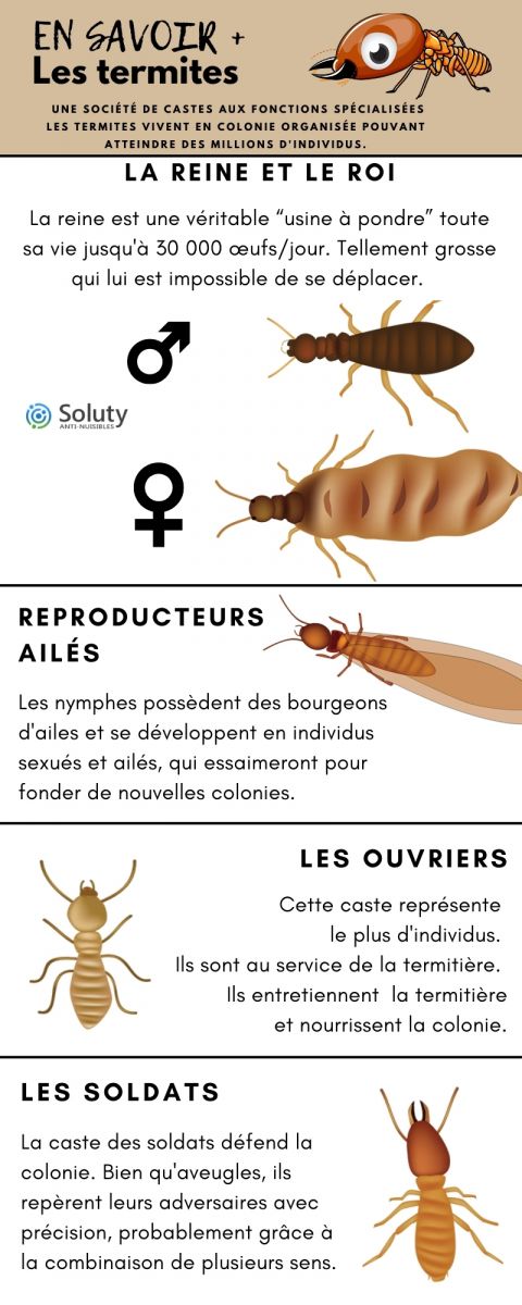 infographie sur Les différentes castes chez les termites