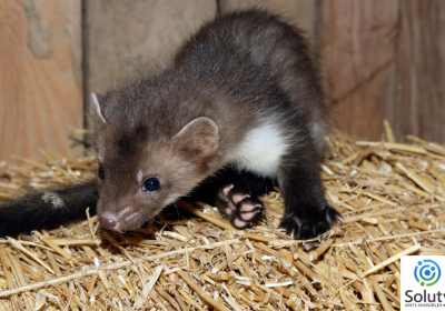 Une martre animal dans maison