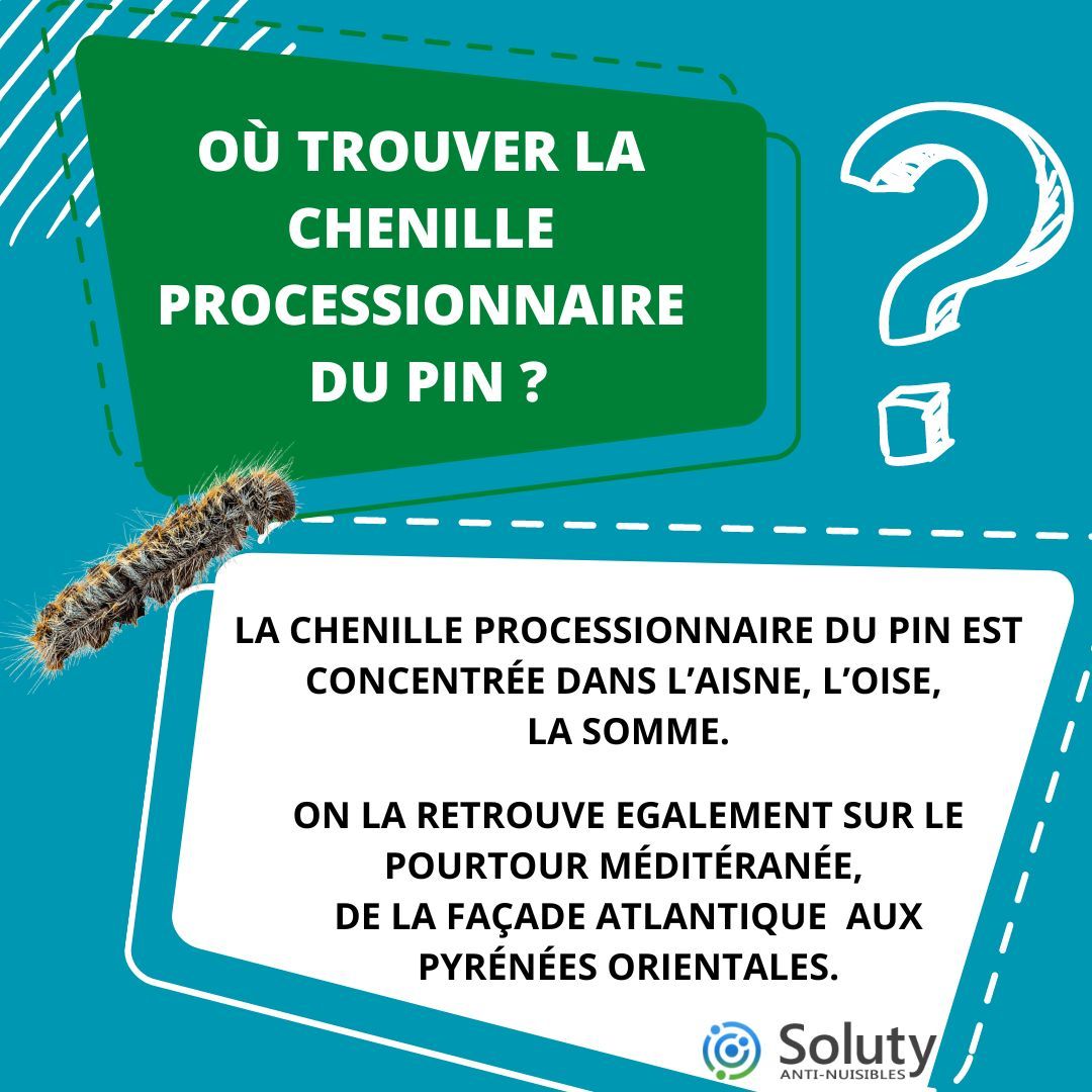 la chenille processionnaire