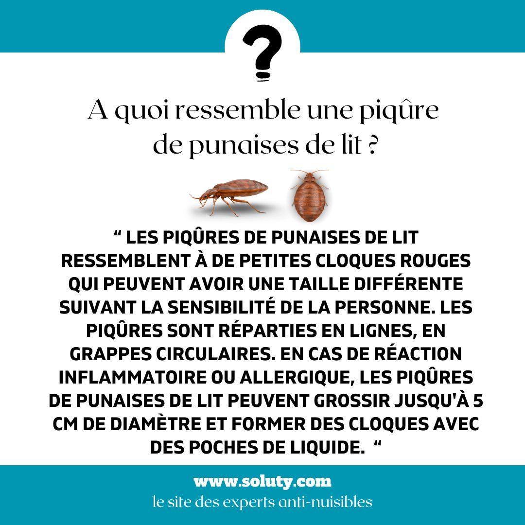 A quoi ressemble une piqûre de punaise de lit ?