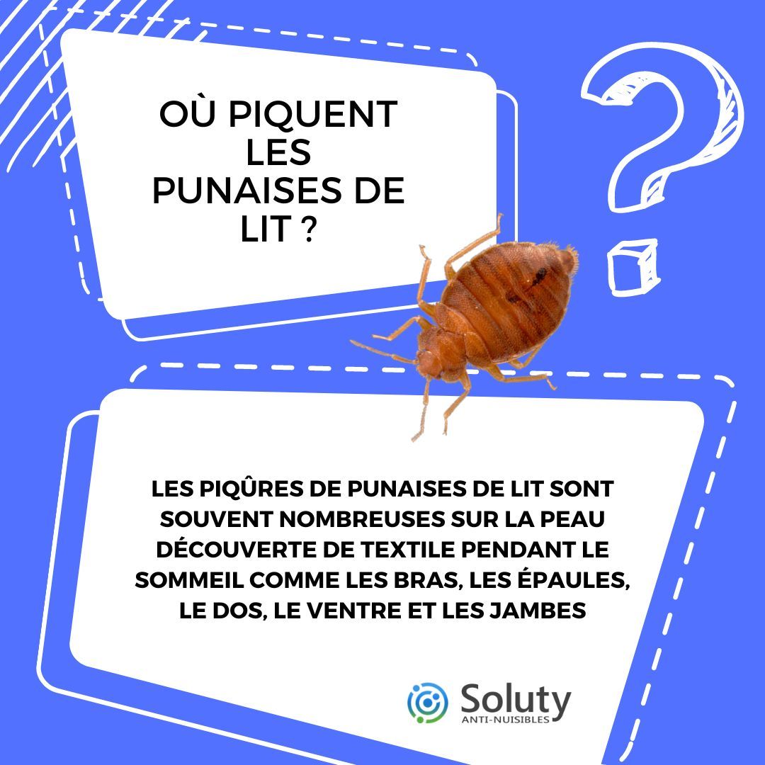 Où piquent les punaises de lit ?