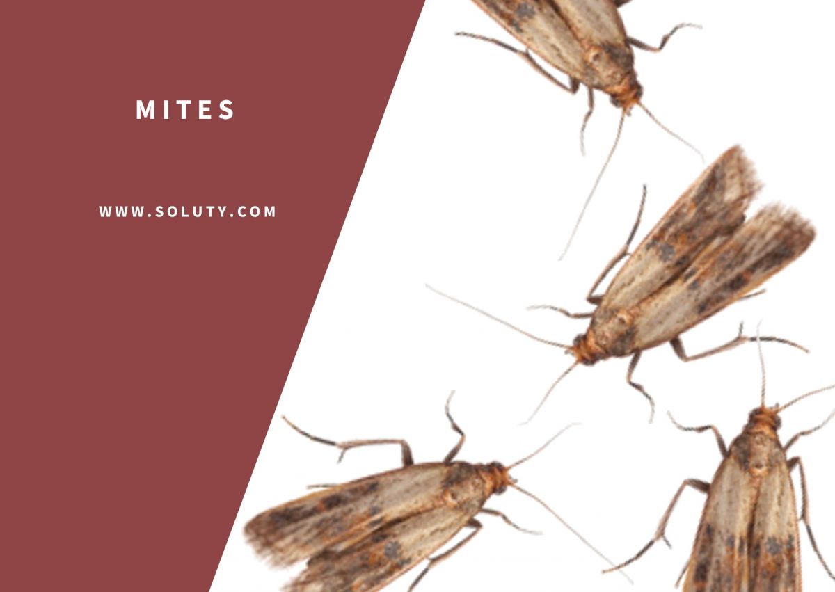 Que faire contre les mites ? Les solutions pour vous en débarrasser !