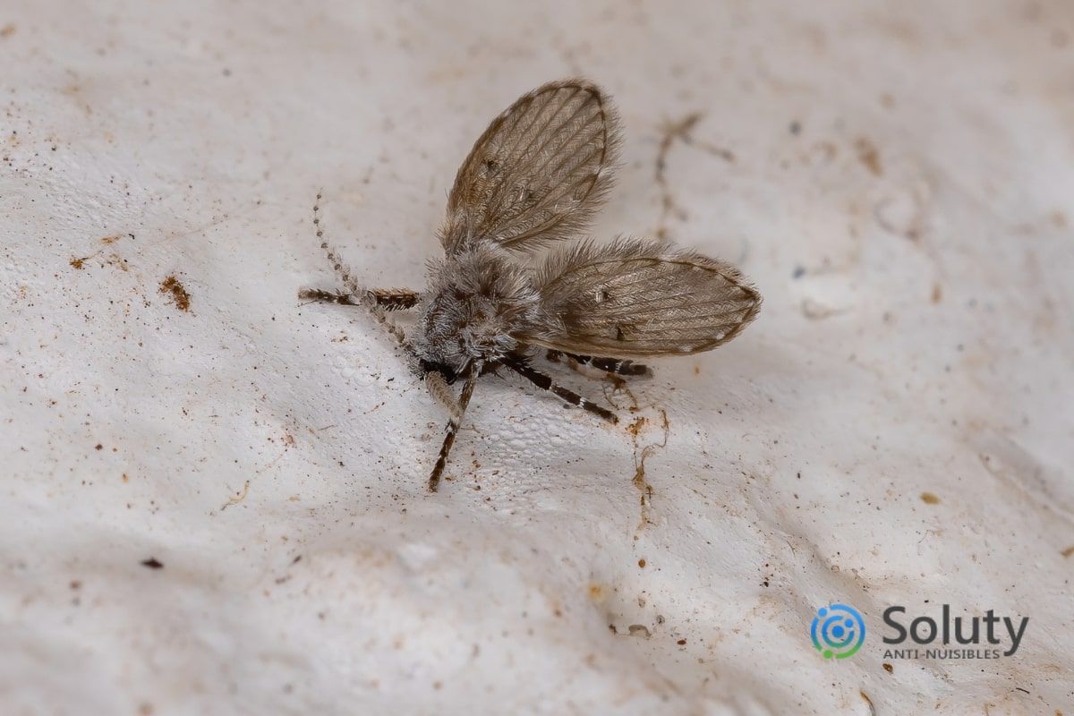 Invasion de Moucherons au Plafond ? Comment S'en Débarrasser Vite.