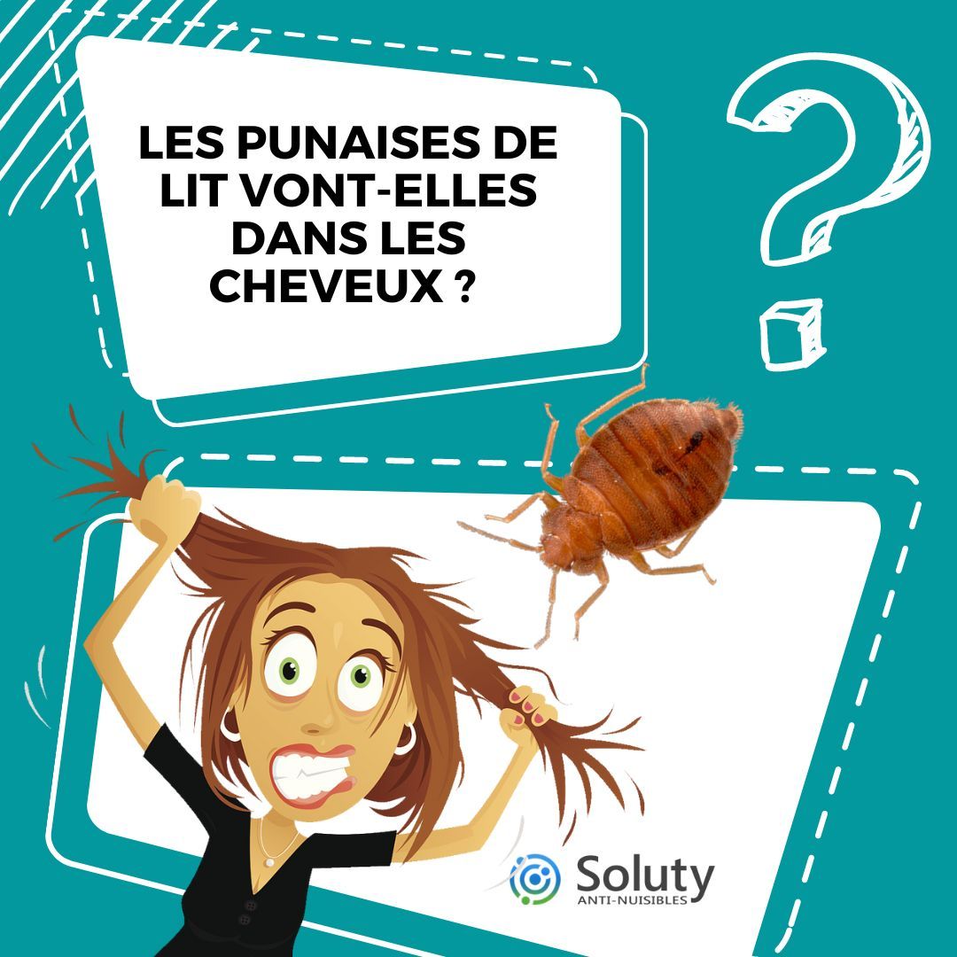 Les punaises de lit vont-elles dans les cheveux ?