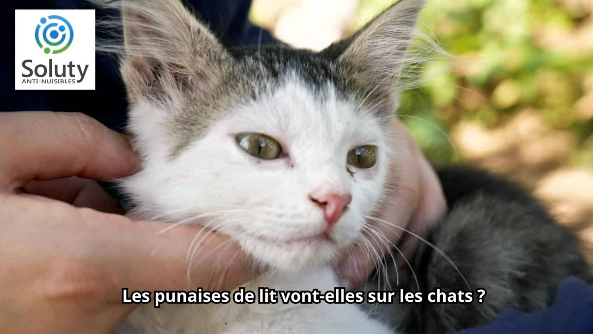 Les punaises de lit vont-elles sur les chats ?