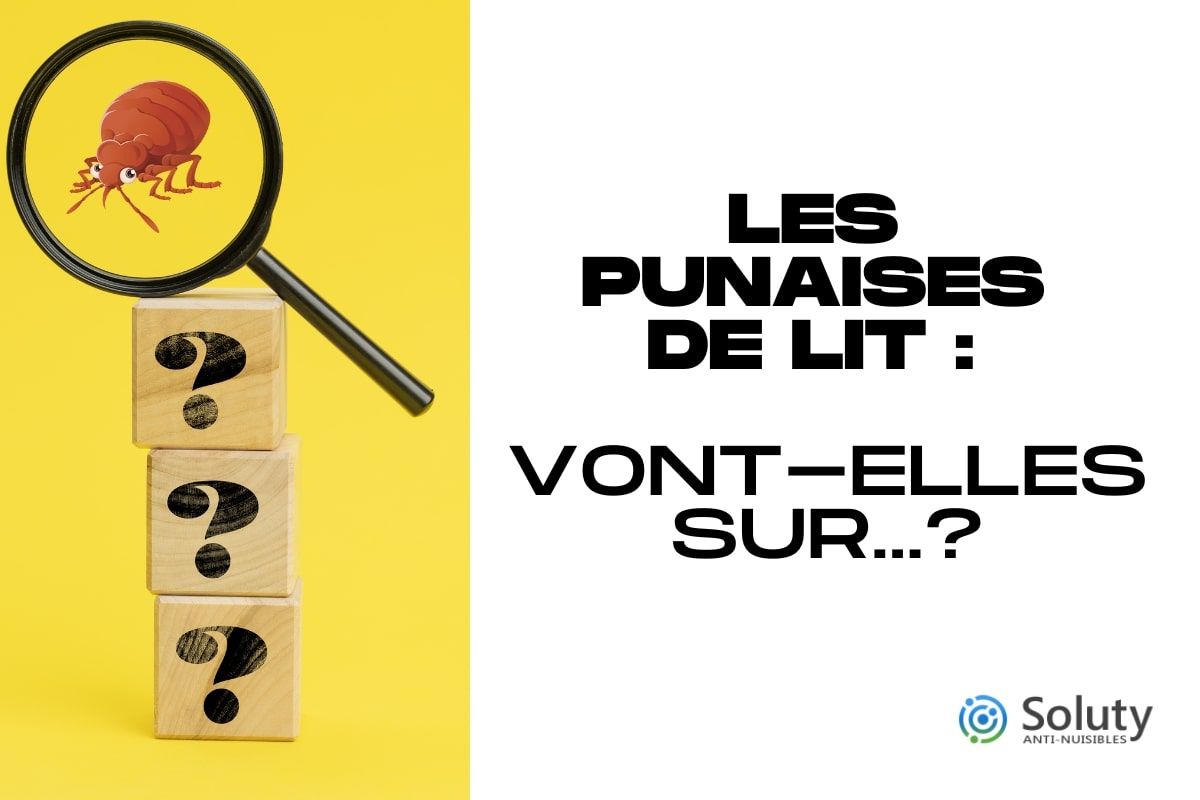 Peut-on trouver des punaises de lit sur ? - SOLUTY