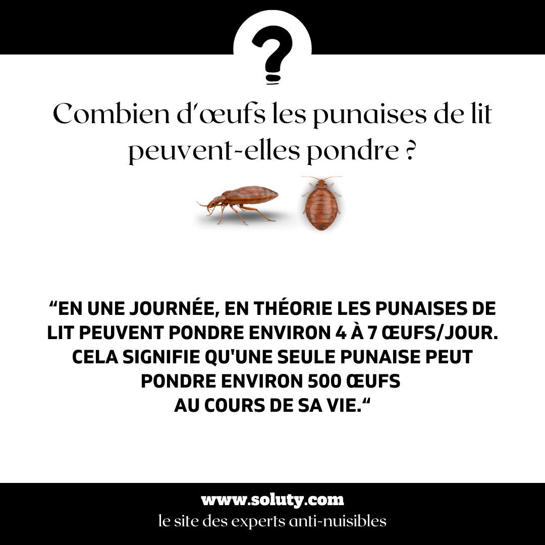 Combien d'œufs une punaise de lit peut-elle pondre ?