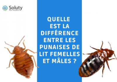 Difference male et femelle punaise de lit