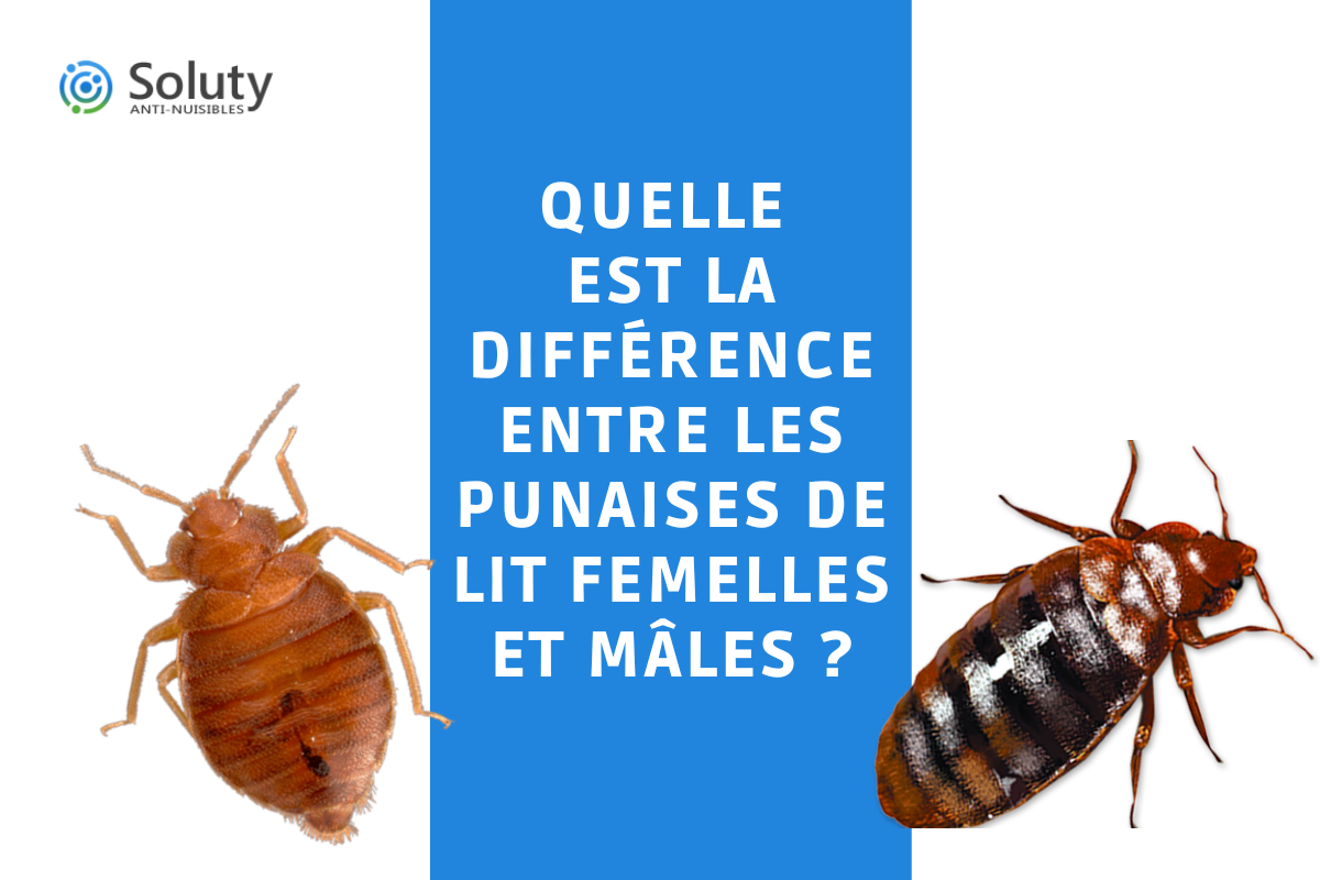 infographie sur quelle est la différence entre les punaises de lit femelles et mâles ?