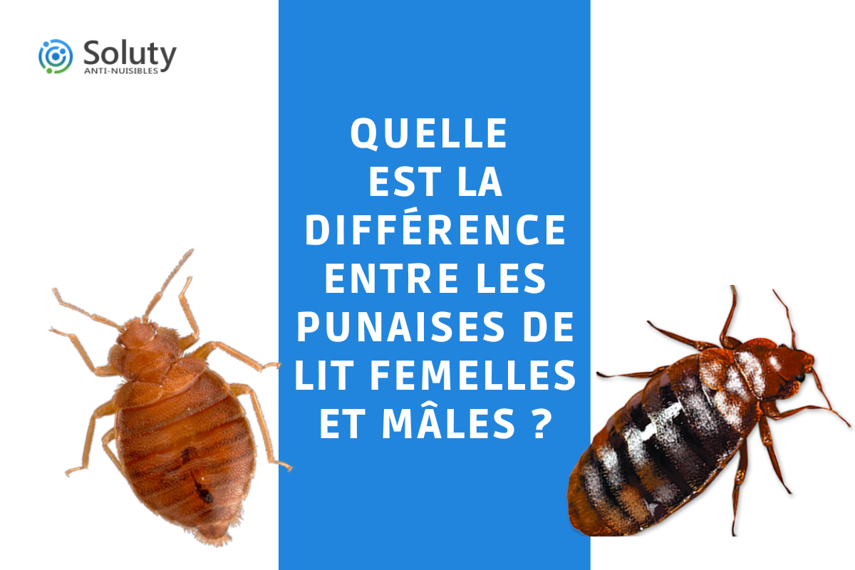 Comparaisons entre les punaises de lit femelles et mâles - SOLUTY