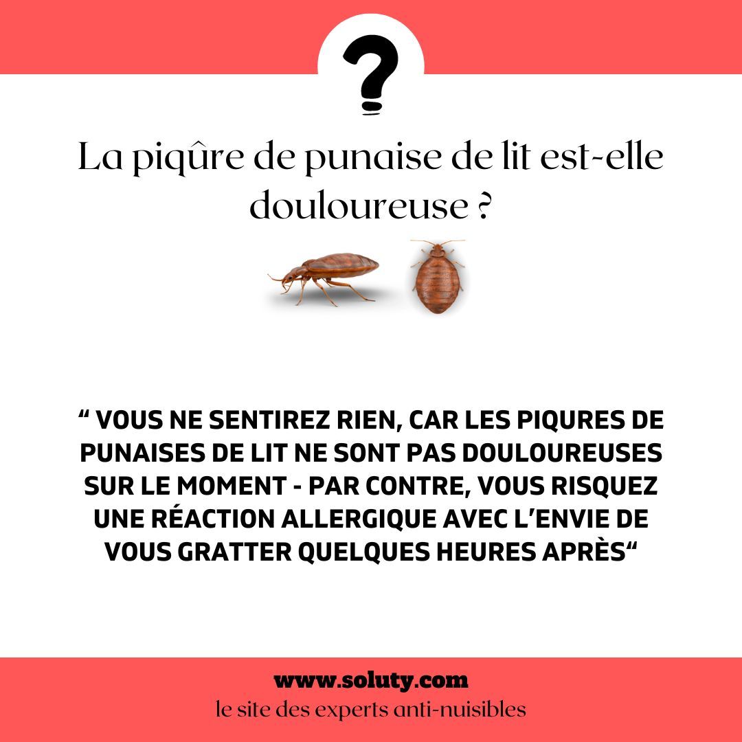 La piqûre de punaise de lit est-elle douloureuse ?