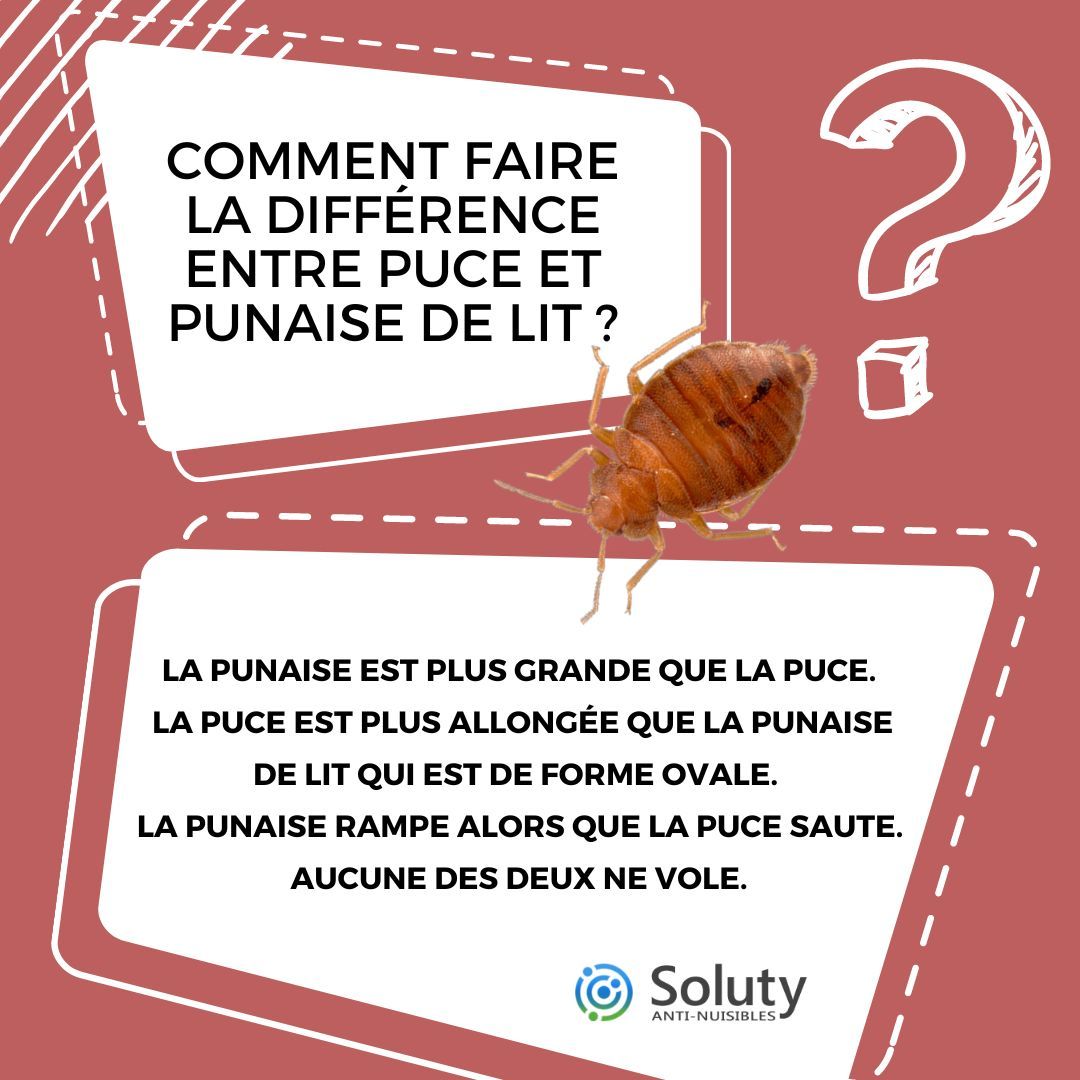 Comment faire la différence entre puce et punaise de lit ?