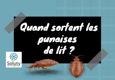 Comparaisons entre les punaises de lit femelles et mâles - SOLUTY