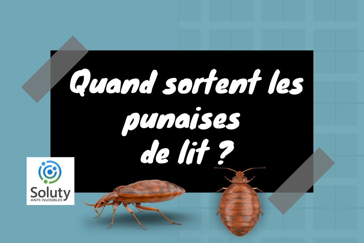 Quand sortent les punaises de lit ?