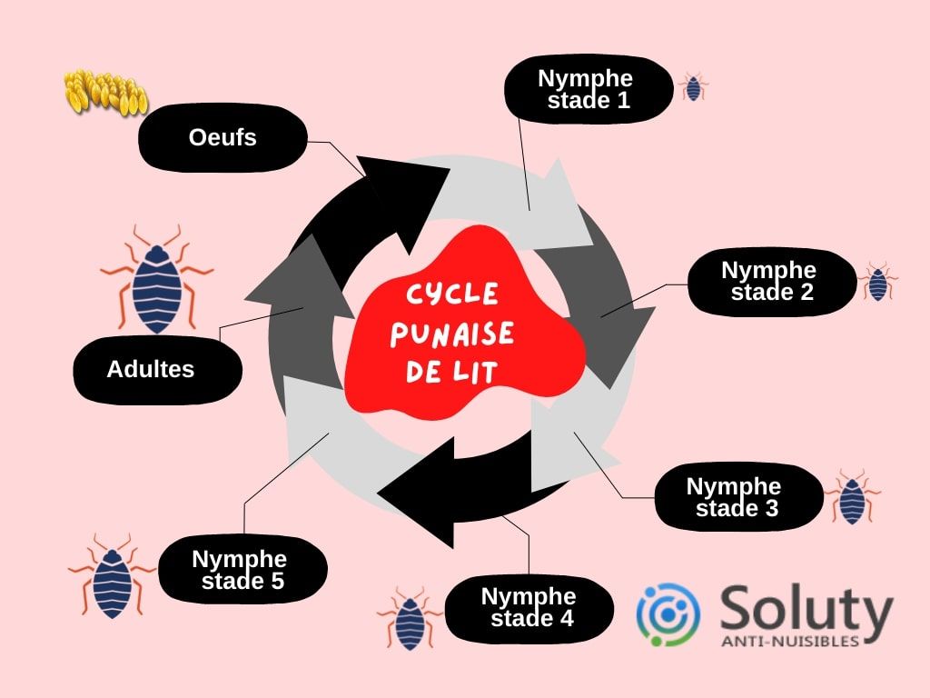 cycle des punaises de lit infographie