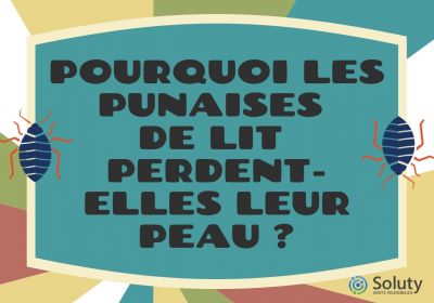 Pourquoi le punaises de lit muent 2